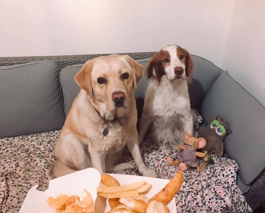 Deux chiens sur le canapé